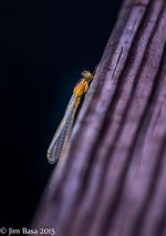 JBPhotoSmDrgFlyF2015.jpg