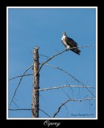 DSC_8485.jpg