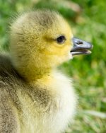 Goslings-1.jpg
