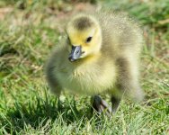 Goslings-2.jpg