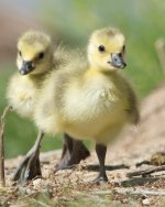 Goslings-3.jpg