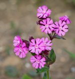 DSC_2755.jpg