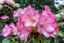 DSC_0149.jpg