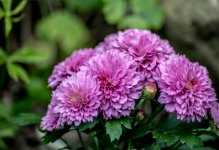 DSC_3056.jpg
