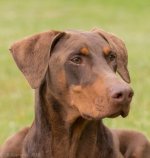 Pets-8057.jpg