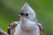 DSC_1868.jpg