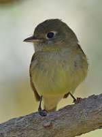 Kinglet6.jpg
