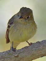 Kinglet5.jpg