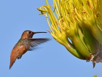 Hummer.jpg