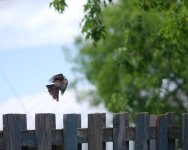 DSC_3537-macro105-0005.jpg