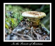 DSC_0425.jpg