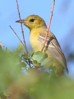 Oriole_2015_06_08.jpg