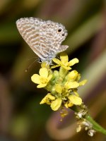 Hairstreak.jpg