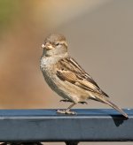 DSC_2825.jpg