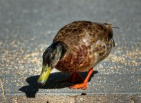 _DSC2906_DxO_tonemapped (2).jpg