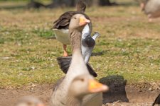 DSC_2968.jpg