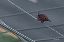 sunset-6.jpg