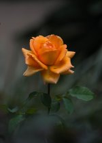 DSC_0468.jpg