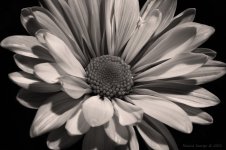 DSC_0648bw.jpg