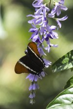 DSC_0079_1.jpg