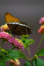 DSC_0164.jpg