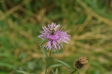 Bee flower bokeh.jpg