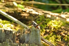 Cricket with bokeh.jpg
