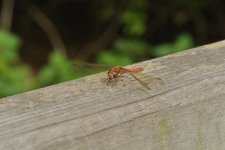 Dragon fly with bokeh.jpg