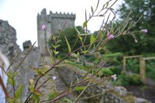 Flowers with castle brokeh.jpg