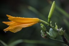 DSC_0016_1.jpg