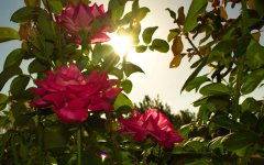 roses_sun1sm.jpg