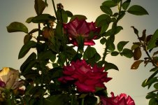 roses_sun2sm.jpg