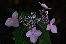 IMG_7502-2.jpg