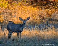 092712 (291)compress.jpg