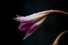 DSC_0166.jpg