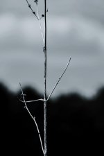 IMG_8390.jpg