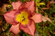 DSC_0044.jpg
