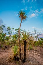 Jabiru 04-10-2012-7.jpg