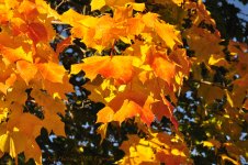 fall colors.jpg