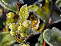 frosty berries.jpg