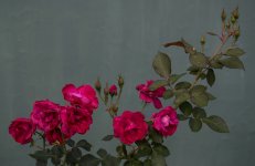DSC_0022.jpg