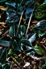 DSC_0155_tonemapped-5.jpg