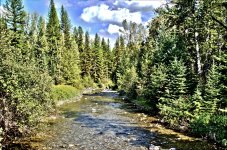 Creek in the woods (Large).jpg