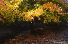 DSC_1352_edited-1.jpg