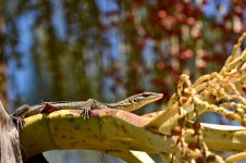 DSC_0109.jpg