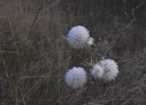 snowballs.jpg