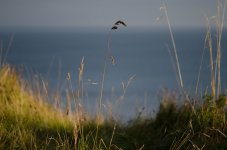 Reighton Grasses.jpg