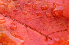leaf 100%.JPG