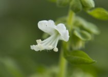 basil flower_sm.jpg