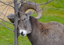 big horn 1.jpg